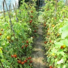 Bio tomatoes at Biocamp 